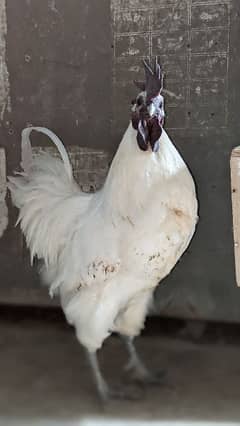 white ayam cemani