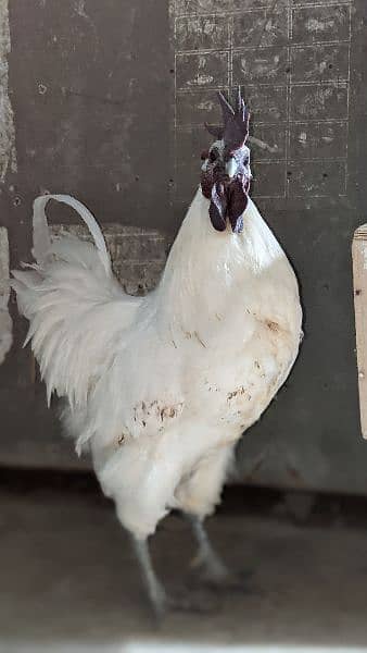 white ayam cemani 0