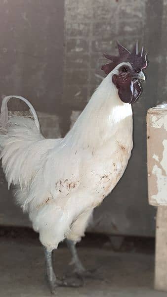 white ayam cemani 1