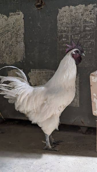 white ayam cemani 2