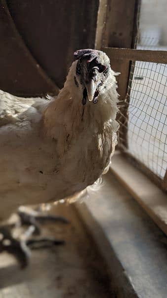 white ayam cemani 3