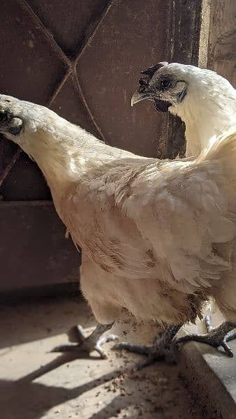 white ayam cemani 4