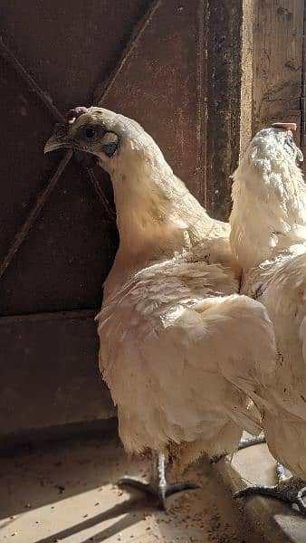 white ayam cemani 5