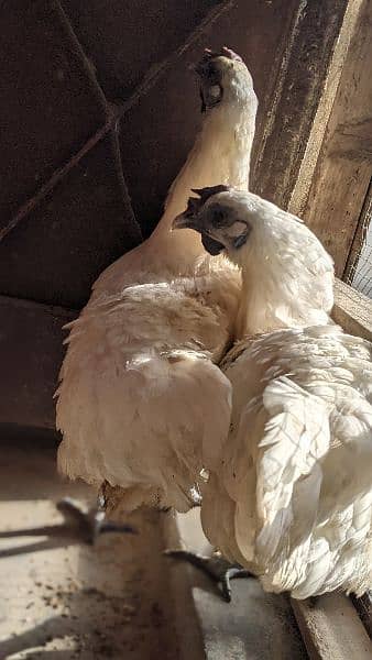 white ayam cemani 6