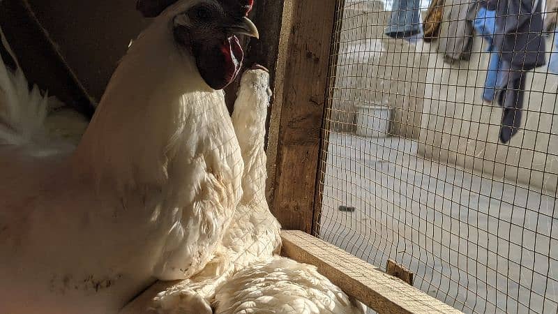 white ayam cemani 7