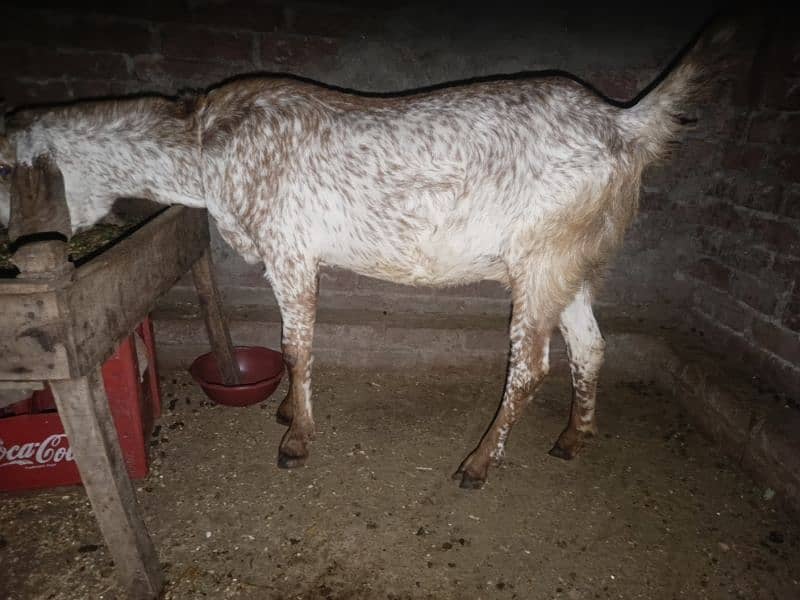 desi bakri 3