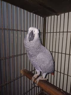 GREY PARROT PAIR