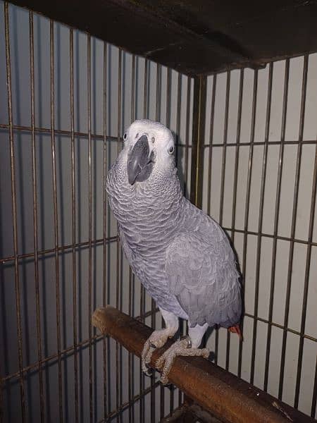 GREY PARROT PAIR 0