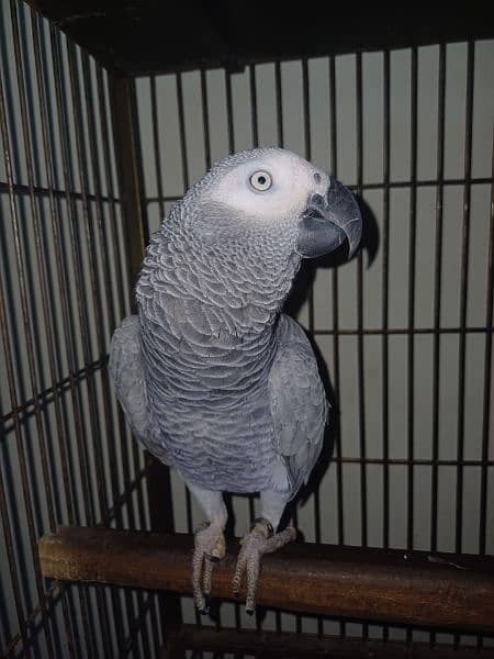 GREY PARROT PAIR 1