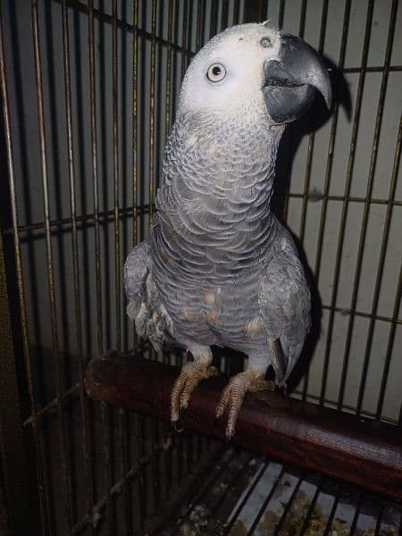 GREY PARROT PAIR 2