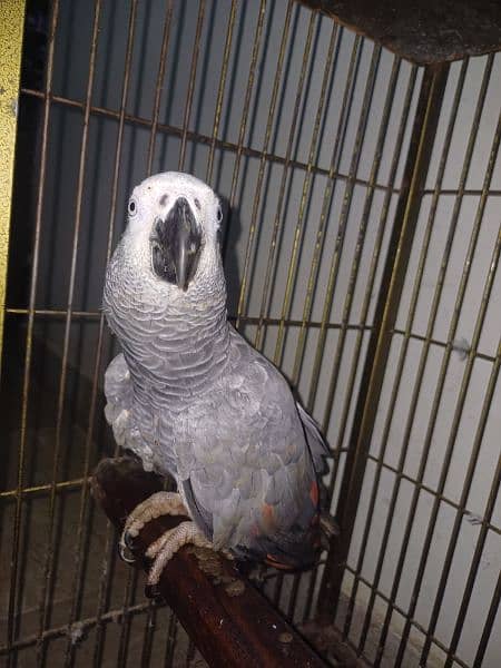 GREY PARROT PAIR 3