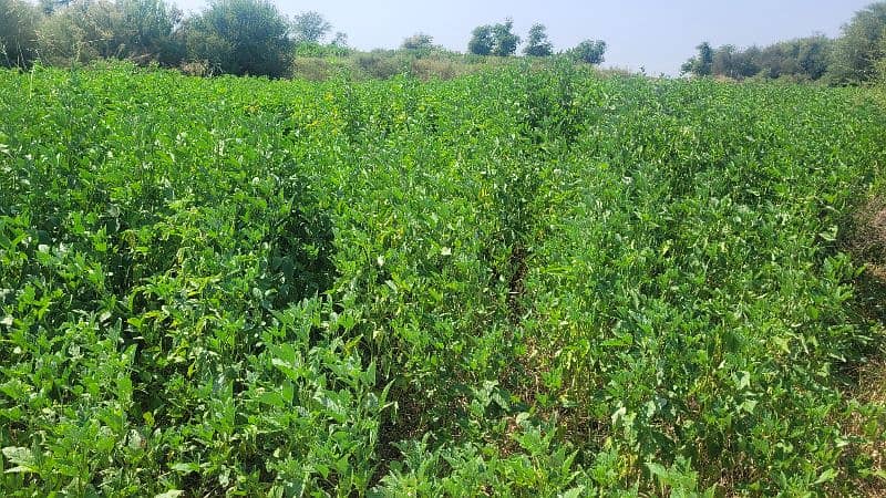 Gowara crop at 40 Kannal for sale 1