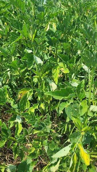 Gowara crop at 40 Kannal for sale 4