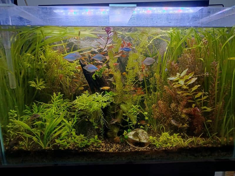 2.5ft planted aquarium 0