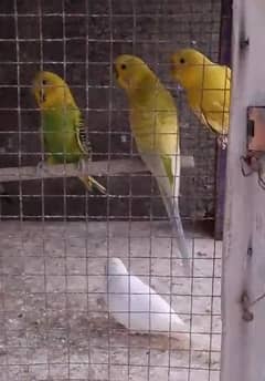 cockatiel +Australian pairs+with home for sale 0