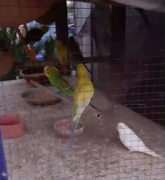 cockatiel +Australian pairs+with home for sale 1