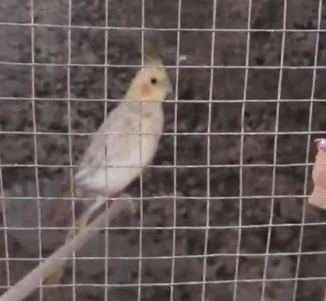 cockatiel +Australian pairs+with home for sale 4