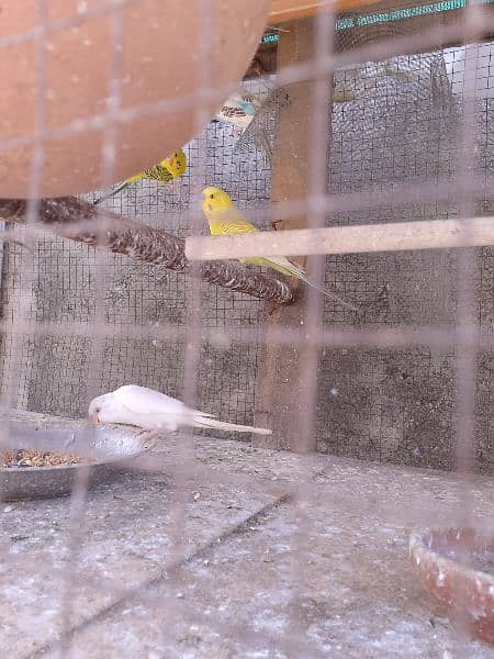 cockatiel +Australian pairs+with home for sale 5