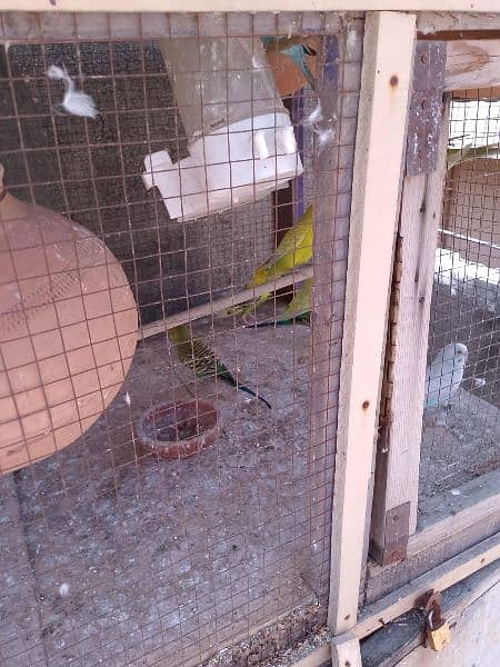 cockatiel +Australian pairs+with home for sale 8