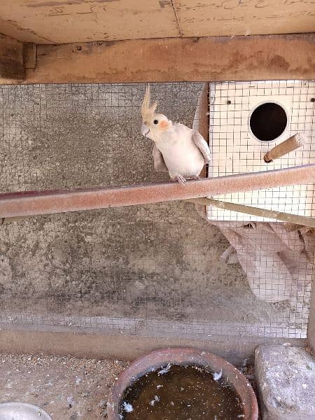 cockatiel +Australian pairs+with home for sale 12