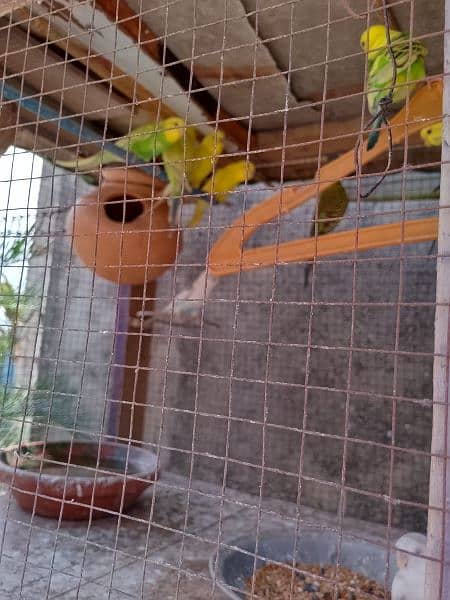 cockatiel +Australian pairs+with home for sale 13