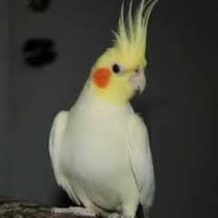 cocktail bird 0