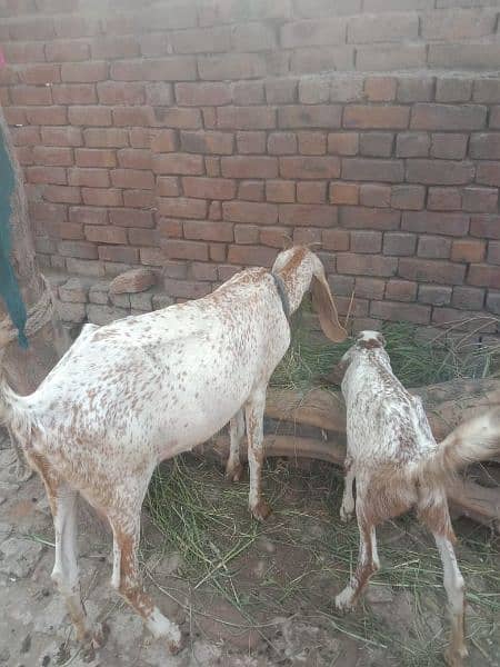 makichini bakri dosra sowa ha 50000 ka aik auska pat 25000 ka dono 75 0