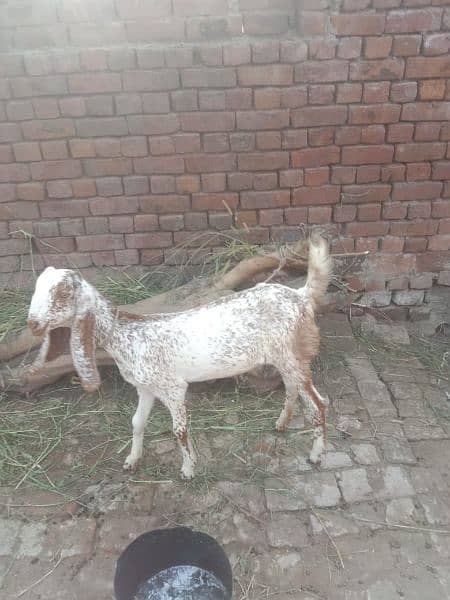 makichini bakri dosra sowa ha 50000 ka aik auska pat 25000 ka dono 75 2