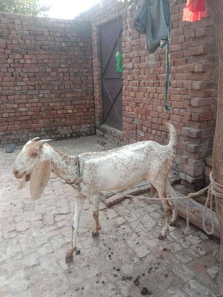 makichini bakri dosra sowa ha 50000 ka aik auska pat 25000 ka dono 75 3