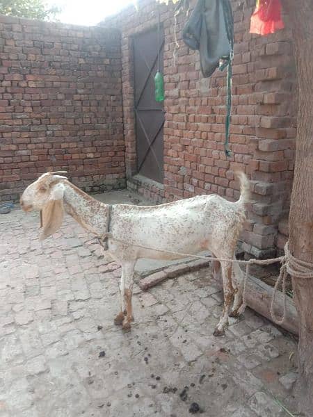 makichini bakri dosra sowa ha 50000 ka aik auska pat 25000 ka dono 75 4