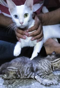 Turkish Angora with hetrochromatic eyes with two kittens.