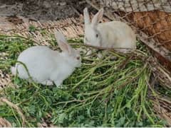 Albino(red eyes) rabbit breeder pair available (just ready to whelp)