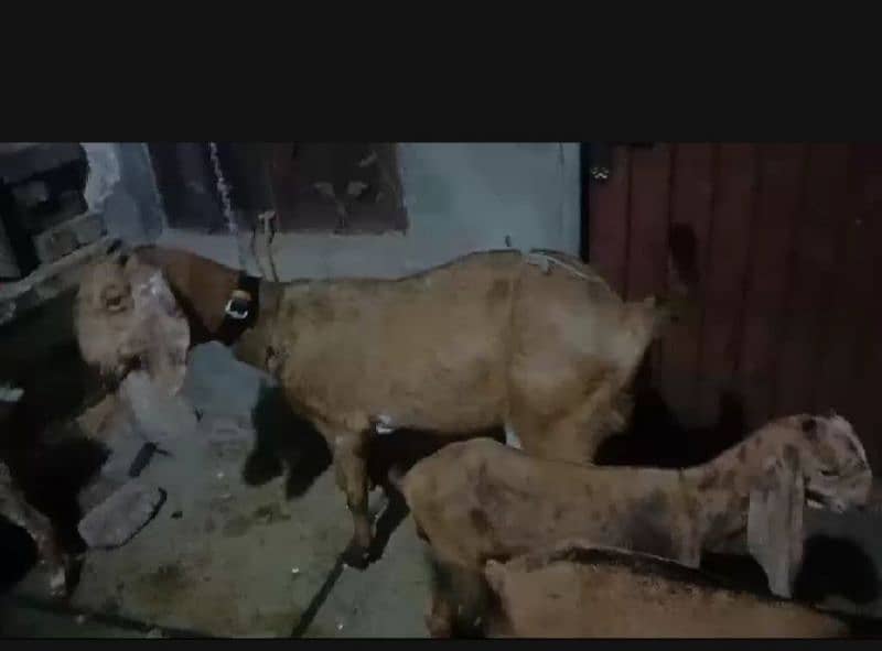 desi bakri dant 6 1