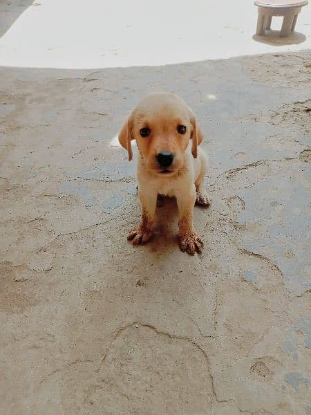 *Labrador female puppy*top quality*55days age*full active*for sale* 2