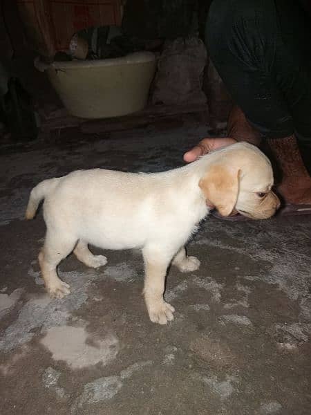 *Labrador female puppy*top quality*55days age*full active*for sale* 5