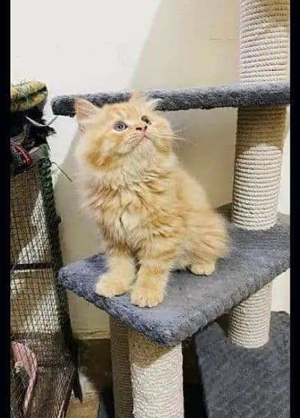 Persian kittens for sale 03287576736 call wahtasp 0