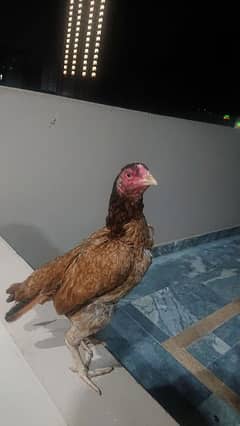 hen/ Murgi