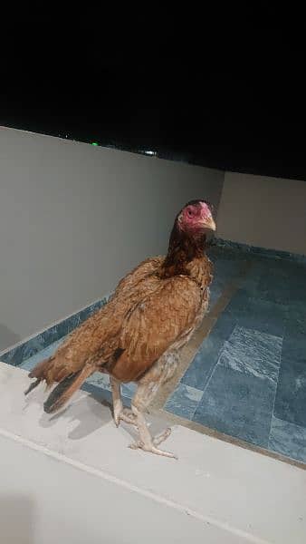 hen/ Murgi 1