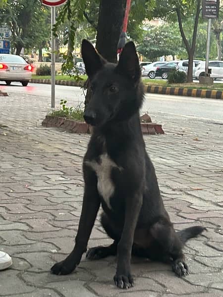 Belgian malinois /Gsd black dog female puppy 1