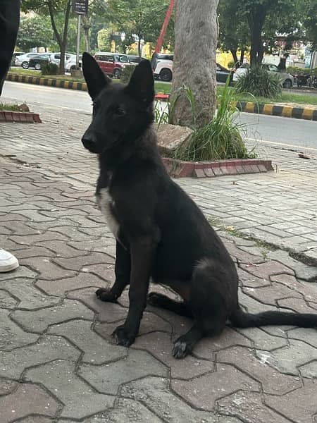 Belgian malinois /Gsd black dog female puppy 7