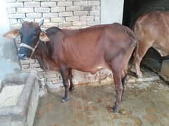 cow with male baby 0