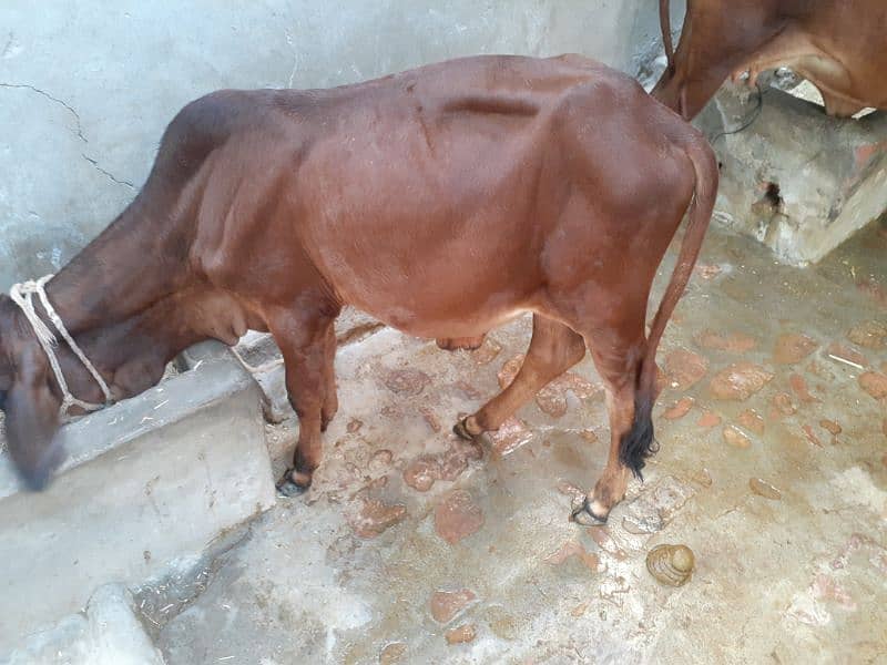 cow with male baby 1