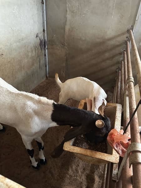 Good quality teddy, gulabi and pateri goats for sale 2