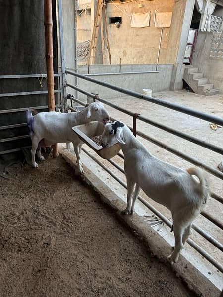 Good quality teddy, gulabi and pateri goats for sale 3