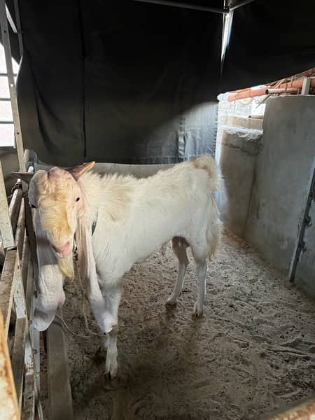 Good quality teddy, gulabi and pateri goats for sale 4