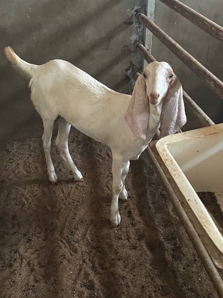 Good quality teddy, gulabi and pateri goats for sale 5