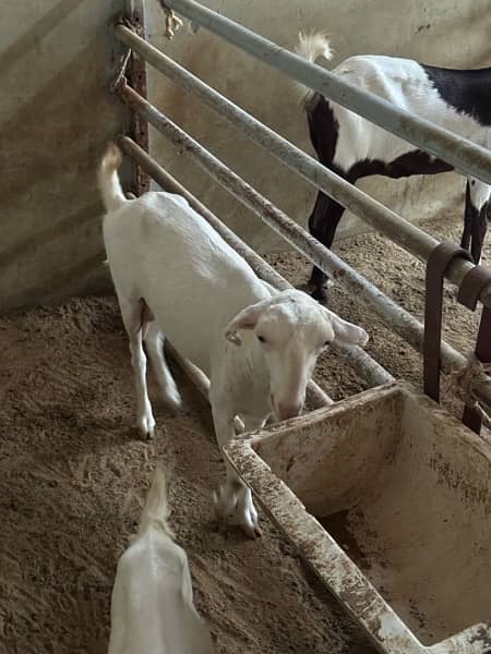 Good quality teddy, gulabi and pateri goats for sale 6