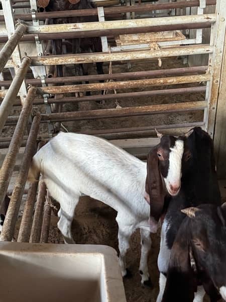 Good quality teddy, gulabi and pateri goats for sale 7