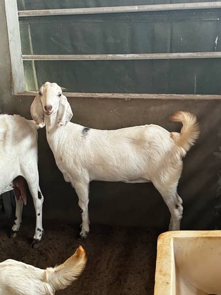 Good quality teddy, gulabi and pateri goats for sale 8