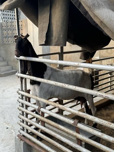 Good quality teddy, gulabi and pateri goats for sale 9